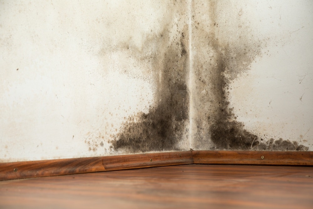 Fix Water Damage Drywall Dry Force Photo